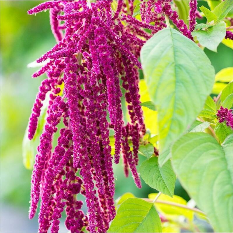 RAUSCH Amaranth Repair Serum